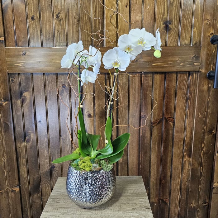 Potted Orchid