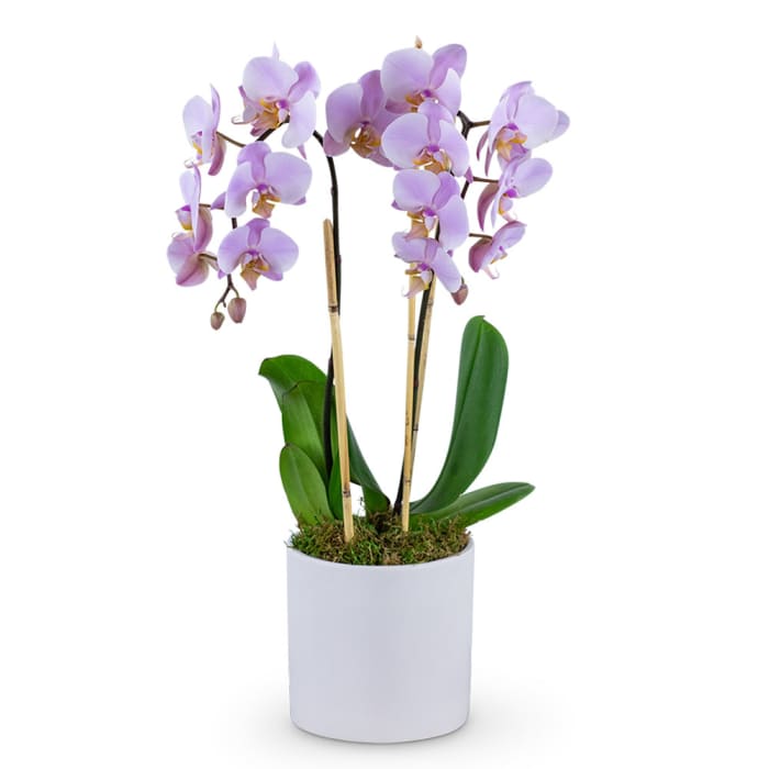 Phalaenopsis Orchid