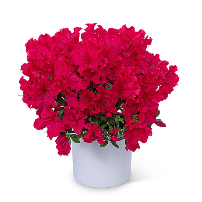 Azalea Plant