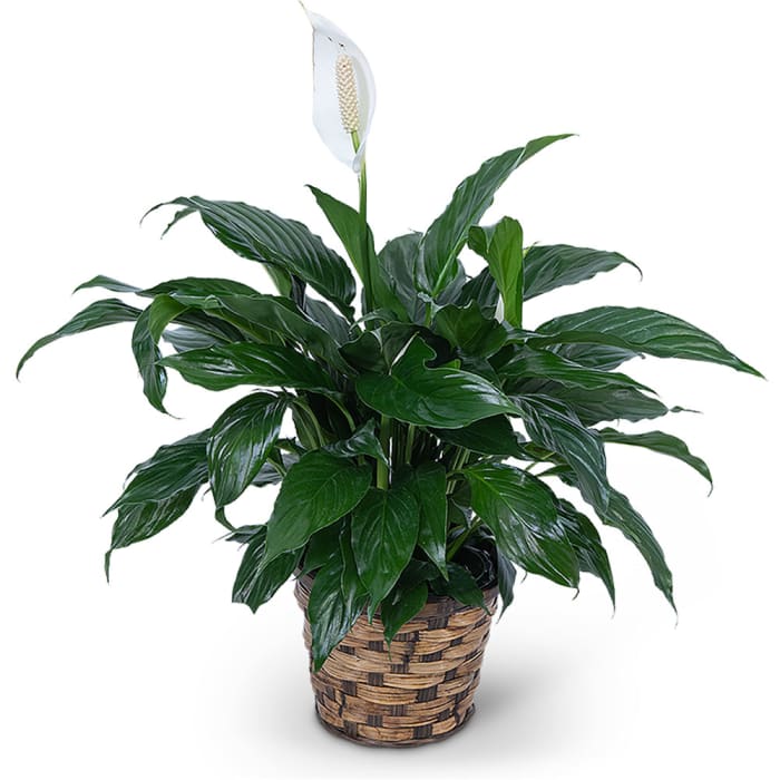 Peace Lily Plant