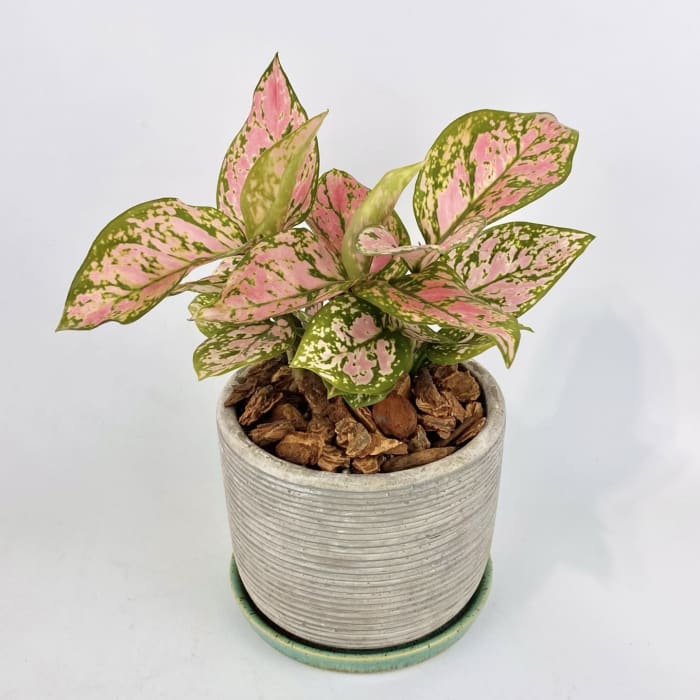 AGLAONEMA