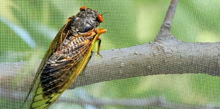 Cicadas Netting