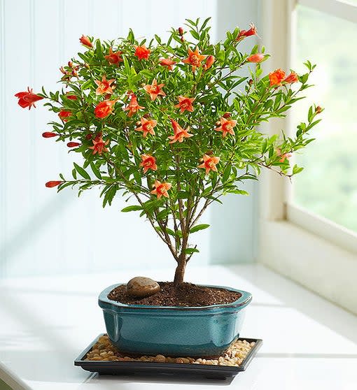 Pomegranate Bonsai
