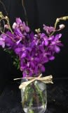 Mokara orchid 