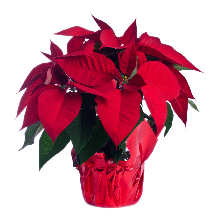 Poinsettia Plant - 6.5"