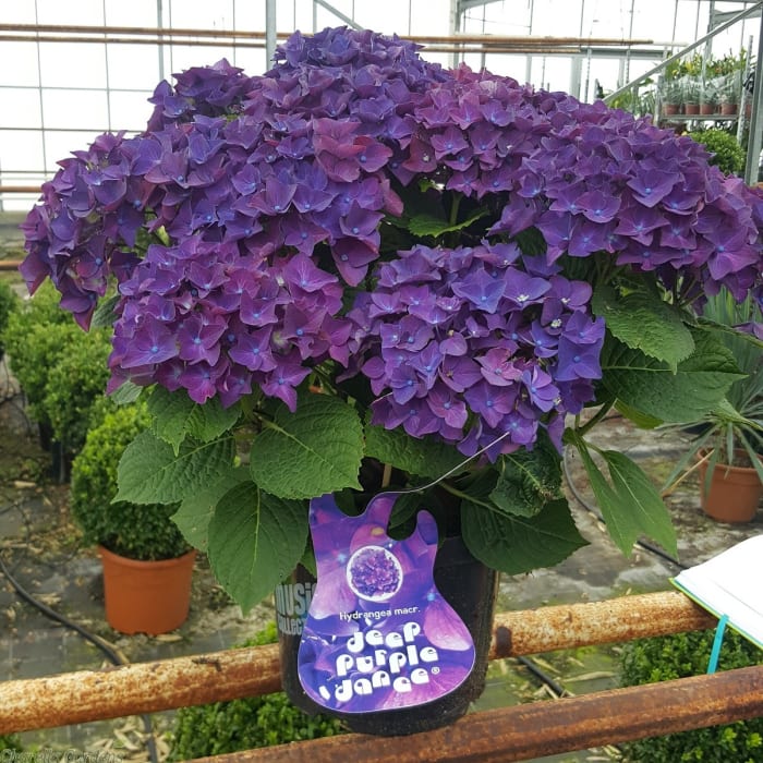 Happy Hydrangea - Purple- 8"