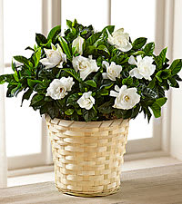 White Gardenia Plant - 8"