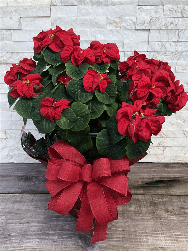 Winter Rose Poinsettia