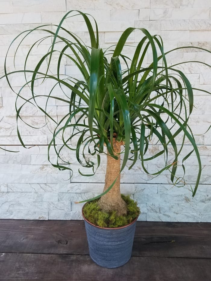 Ponytail Palm