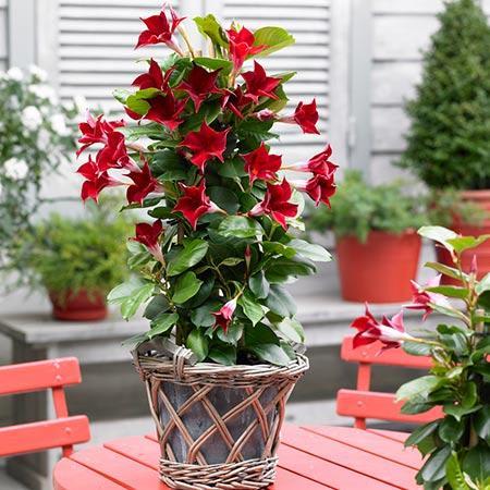Mandevilla Bush with Trellis