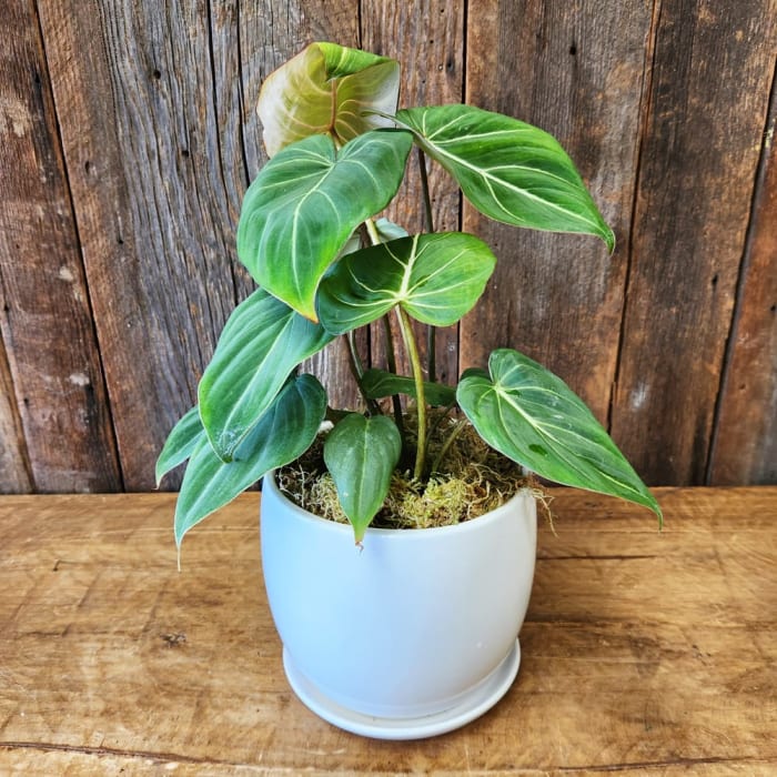 RARE Philodendron GLORIOSUM