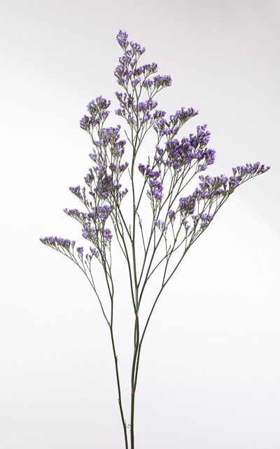 Limonium
