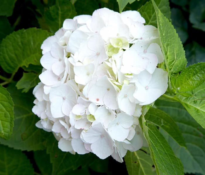 Hydrangea