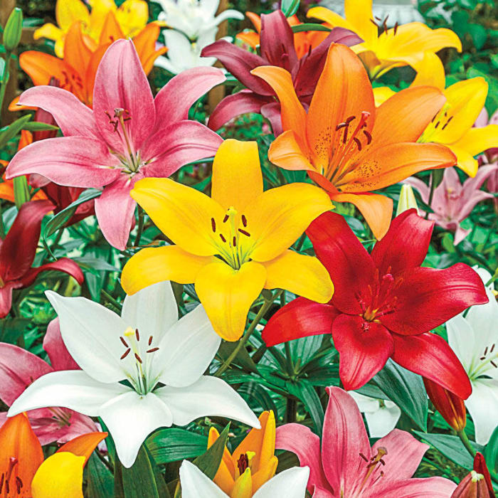 Asiatic Lily