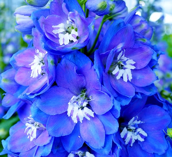 Delphinium