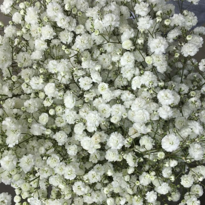 Gypsophila