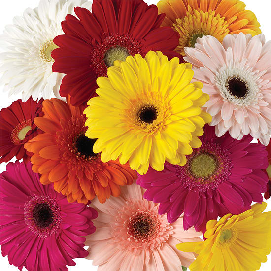 Gerbera Daisy
