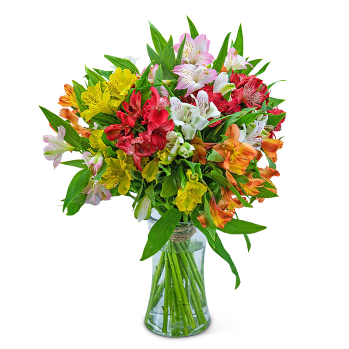 Cheerful Alstroemeria