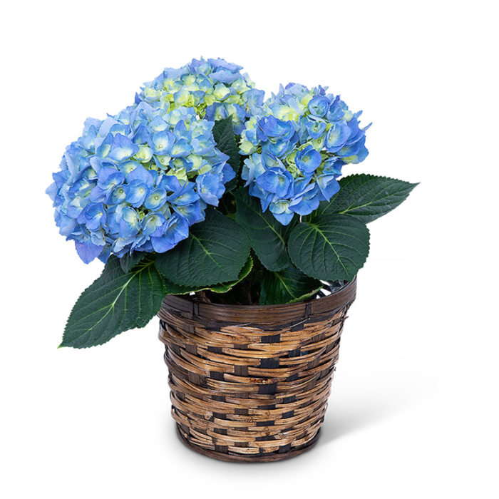 Blue Hydrangea Plant