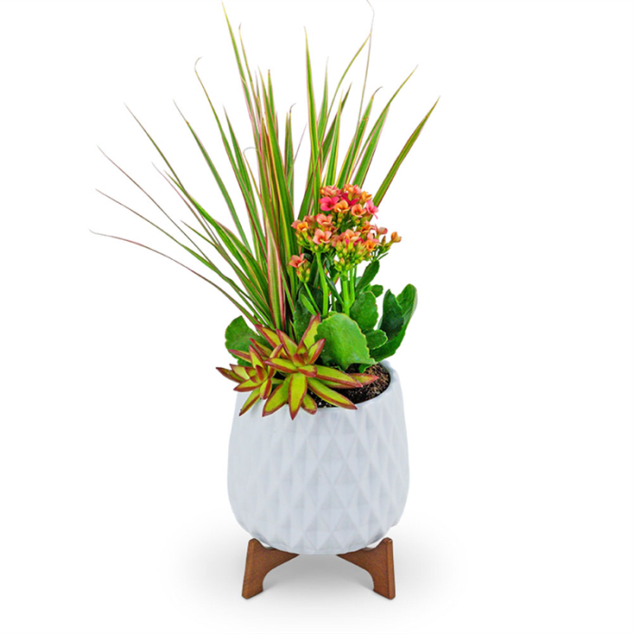Mod In Bloom Trio