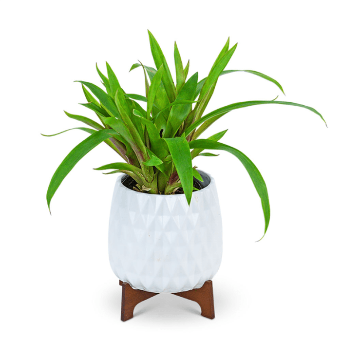 Mod Bromeliad Plant