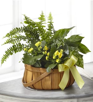 The FTD® Always Dear™ Dishgarden