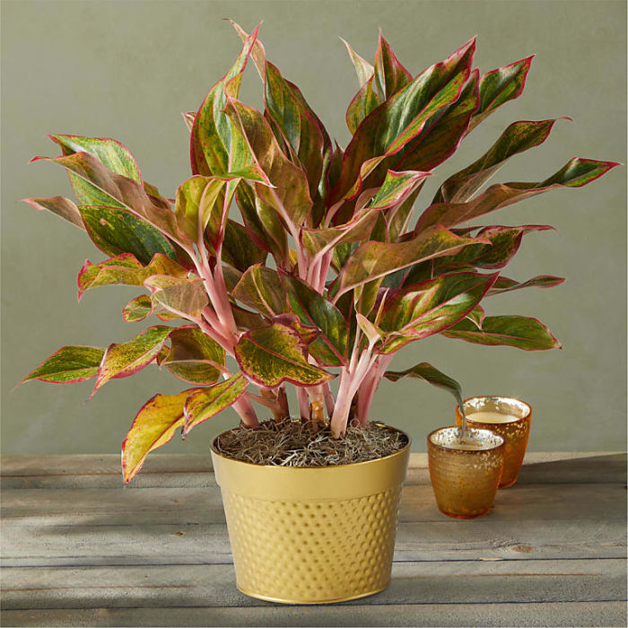 Festive Red Aglaonema Plant