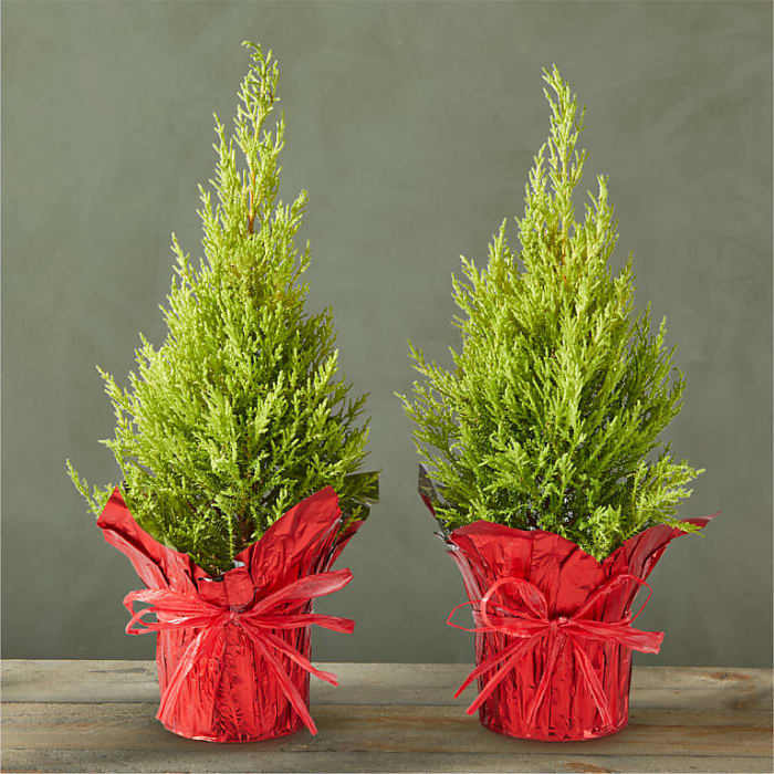 Micro Mini Cypress Tree Duo