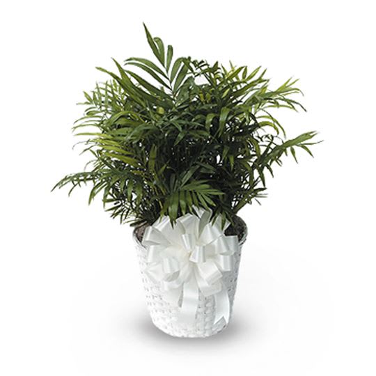 FF0055-1A Feathery Palm Plant