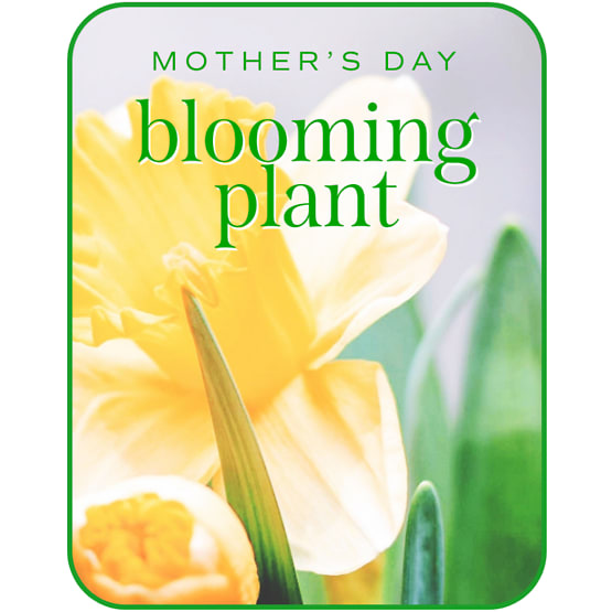 Mother's Day Blooming Plant