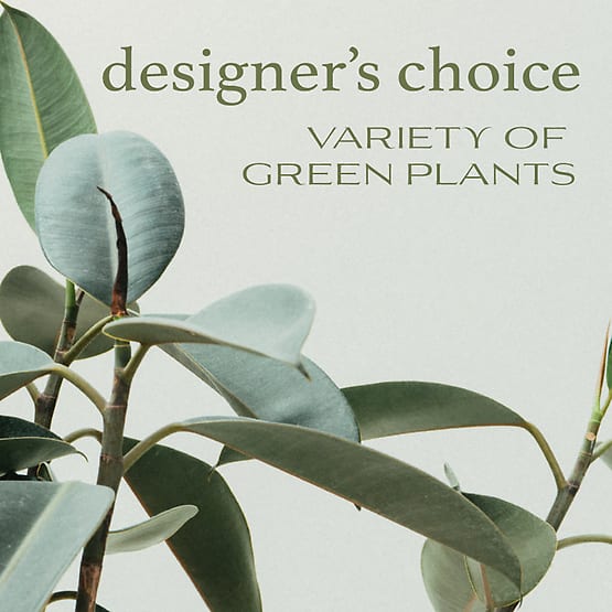 Designer's Choice - Variety of Green Plants