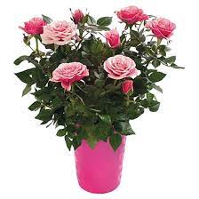 Rose Bush