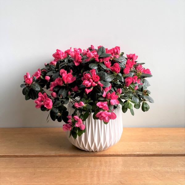 Azalea in Ceramic pot