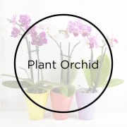 5" Orchid