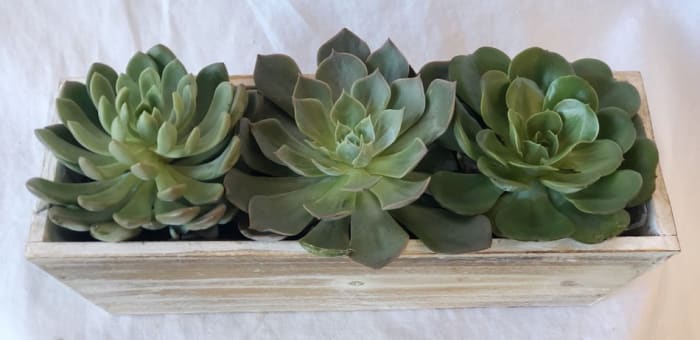 NEW Peace, Love And Succulents Trio