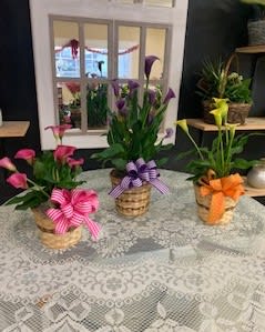 Calla Lily(Seasonal Call for availabilty)