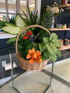 Medium European Containers