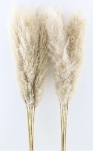 PAMPAS STEM