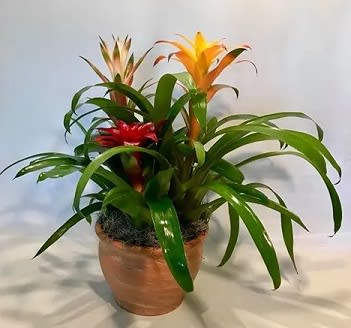 Triple Bromeliad Pot