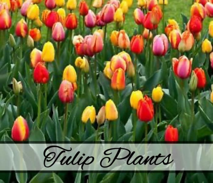 Tulip Plants