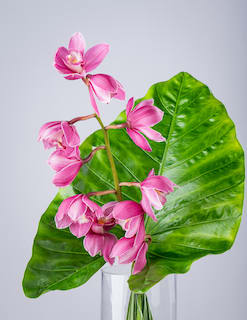 Cymbidium Orchid in Vase
