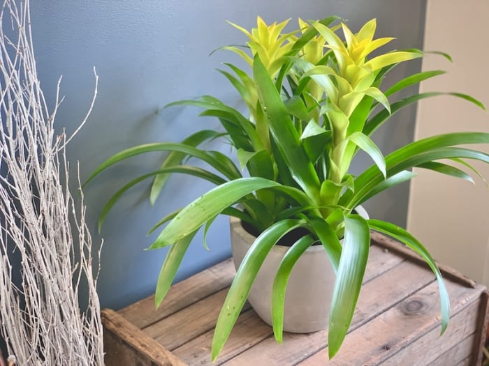 Bromeliad