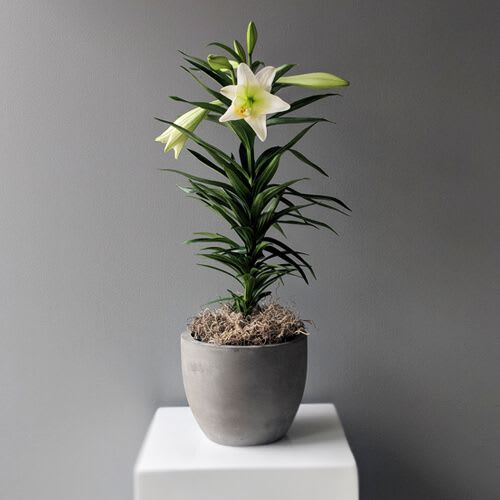 Traditional Easter Lily