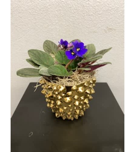 Golden Violets