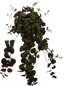 Creeping Charlie Greenery Bundle 