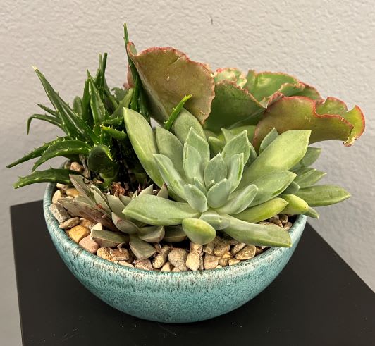 Succulent Dish Garden
