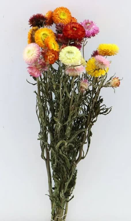 Dried Straw Flower Bunch