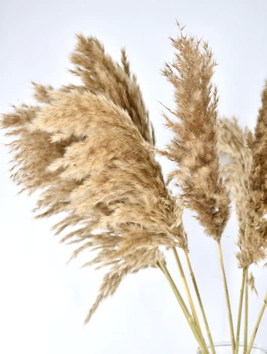 Wooly Pampas - 20 stems