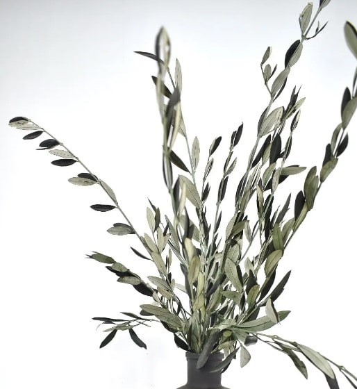 Dried Olive Branch Bunch