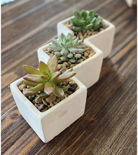 Cactus Trio
